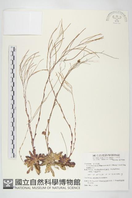 臺灣筷子芥藏品圖，第1張