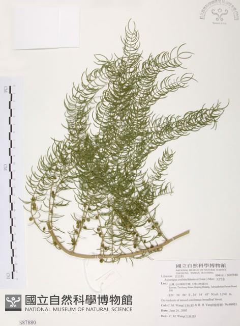 天門冬藏品圖，第1張