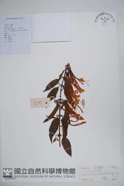 大花忍冬藏品圖，第1張