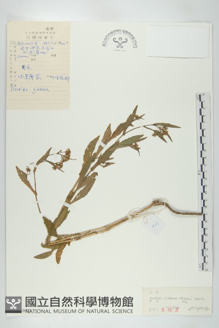 風花菜、球果山芥菜藏品圖，第1張