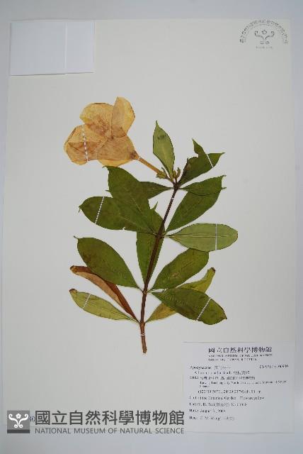 軟枝黃蟬藏品圖，第1張