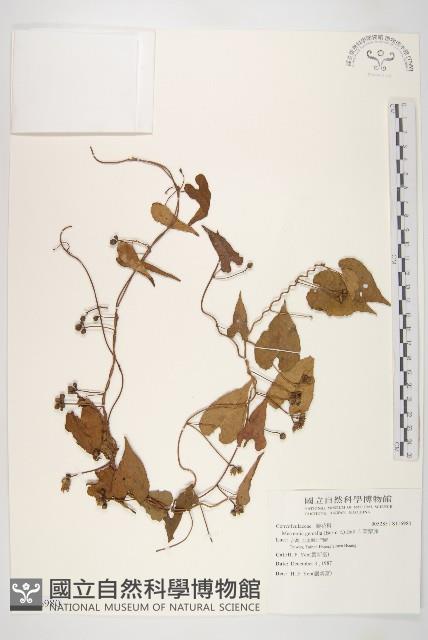 菜欒藤藏品圖，第1張