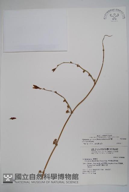 武靴藤藏品圖，第1張