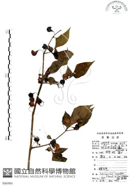 龍珠藏品圖，第1張