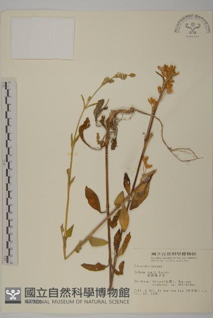 臺灣蠅子草藏品圖，第1張