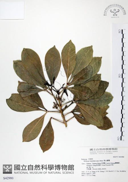 假三腳虌藏品圖，第1張