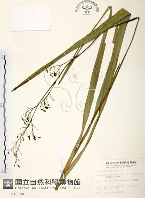 桔梗蘭藏品圖，第1張