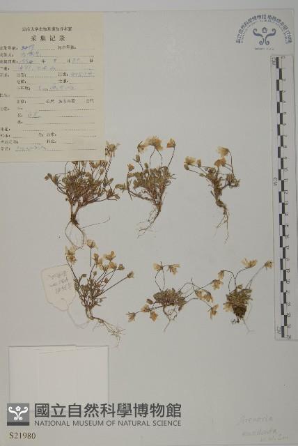 真齒無心菜藏品圖，第1張