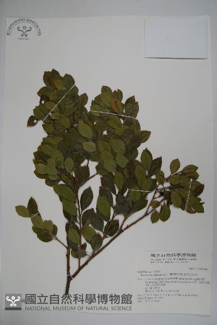 倒卵葉冬青、金平氏冬青藏品圖，第1張