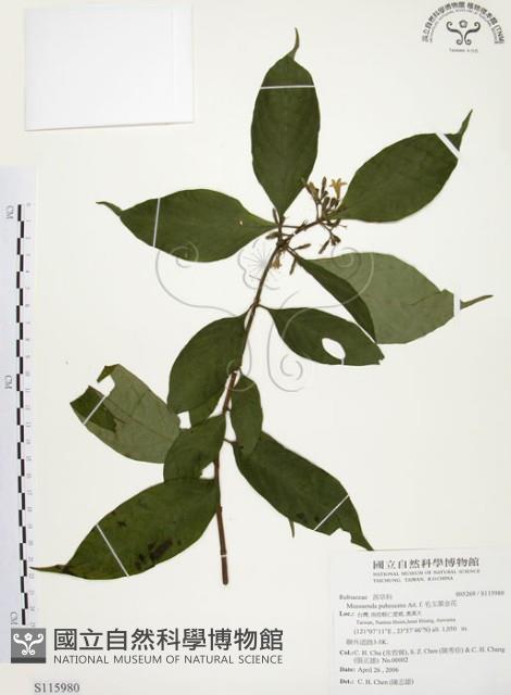 毛玉葉金花藏品圖，第1張