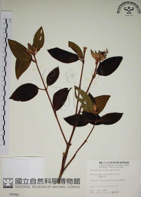 野牡丹藏品圖，第1張