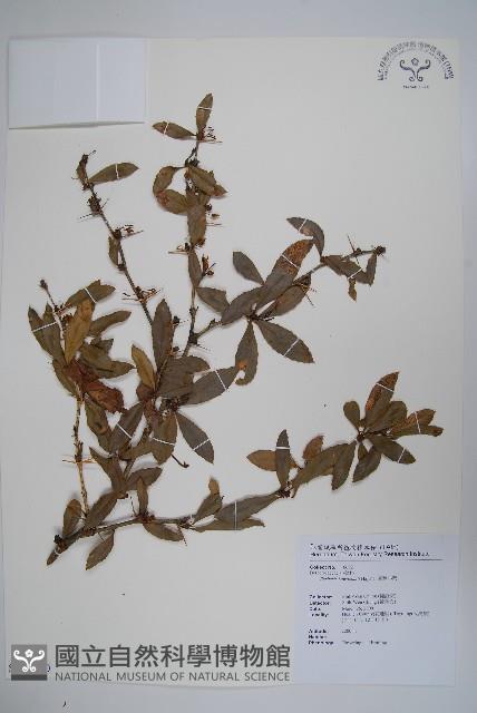 臺灣小蘗藏品圖，第1張