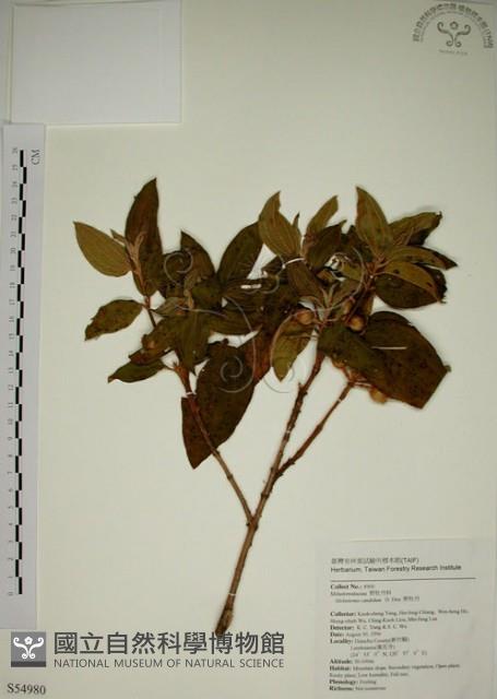 野牡丹藏品圖，第1張