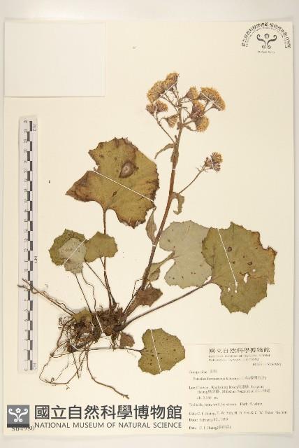 臺灣款冬藏品圖，第1張