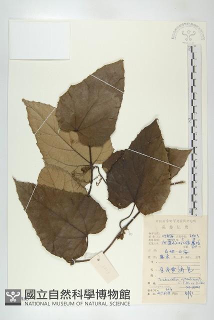 兩廣栝樓藏品圖，第1張