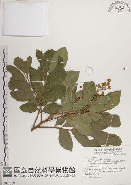 蘭嶼樹蘭藏品圖，第1張