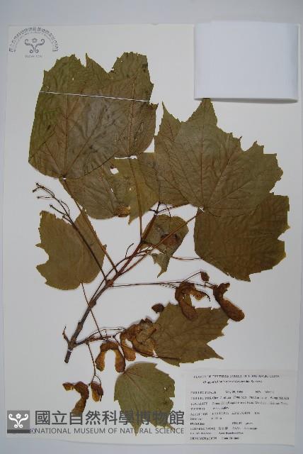 毛果槭藏品圖，第1張