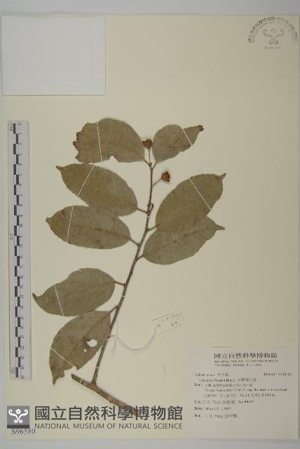 Chinese bitter sweet Collection Image, Figure 1, Total 2 Figures