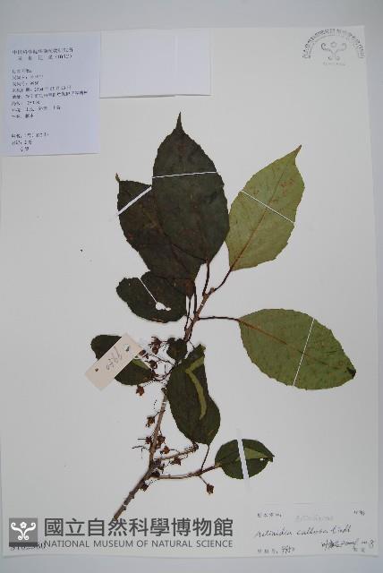 硬齒獼猴桃藏品圖，第1張