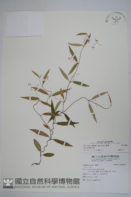 疏花鷗蔓藏品圖，第1張