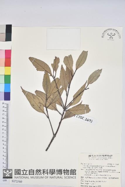 杏葉石櫟、校栗、校櫟藏品圖，第1張