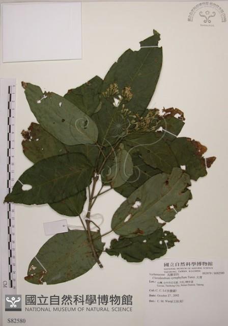 大青藏品圖，第1張