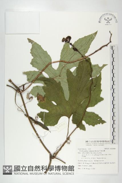 中華括樓藏品圖，第1張