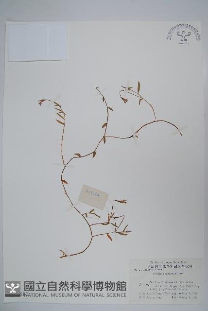 半邊蓮、鐮磨仔草藏品圖，第1張