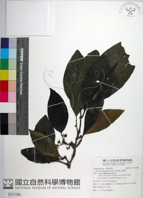 皮孫木藏品圖，第1張