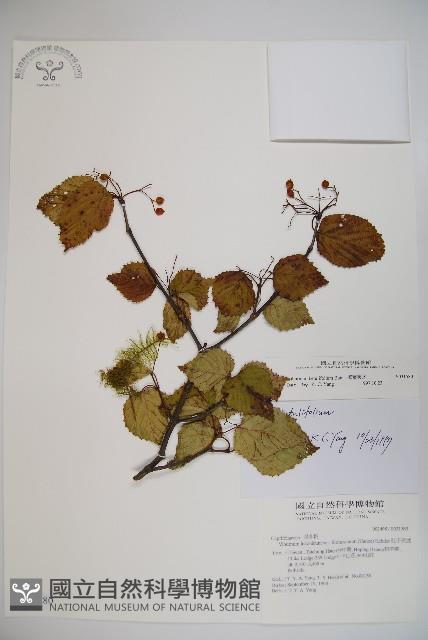 樺葉莢迷、玉山莢迷藏品圖，第1張