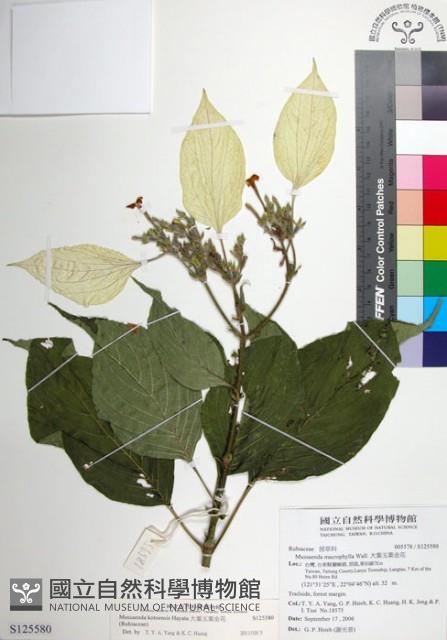 大葉玉葉金花藏品圖，第1張