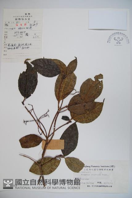 高山莢迷藏品圖，第1張