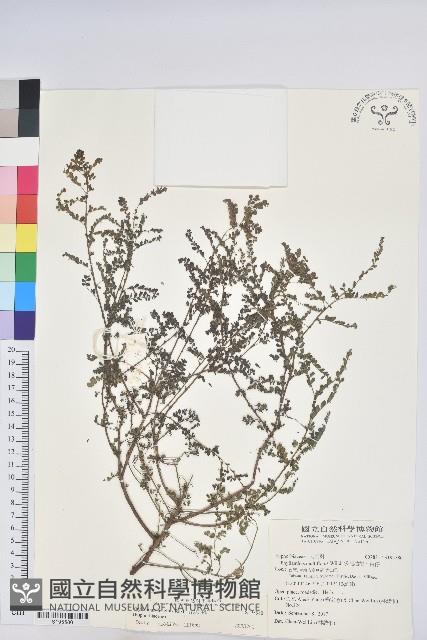 五蕊油柑藏品圖，第1張