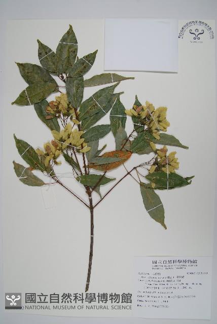 樟葉槭, 飛蛾子樹藏品圖，第1張