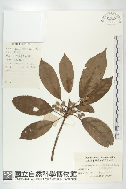 薯豆藏品圖，第1張