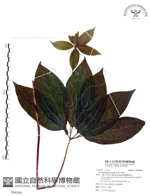 七葉一枝花藏品圖，第1張