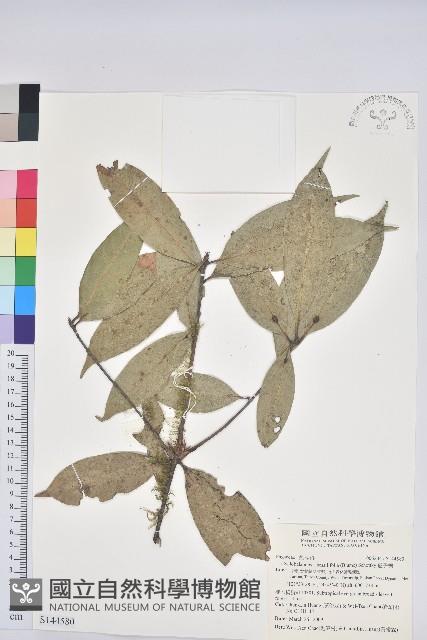 毽子櫟藏品圖，第1張