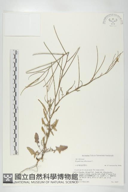 登錄號:S074580藏品圖，第1張