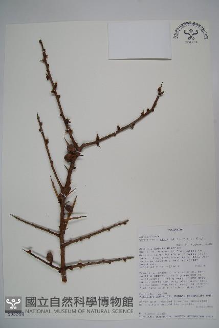 登錄號:S093580藏品圖，第1張