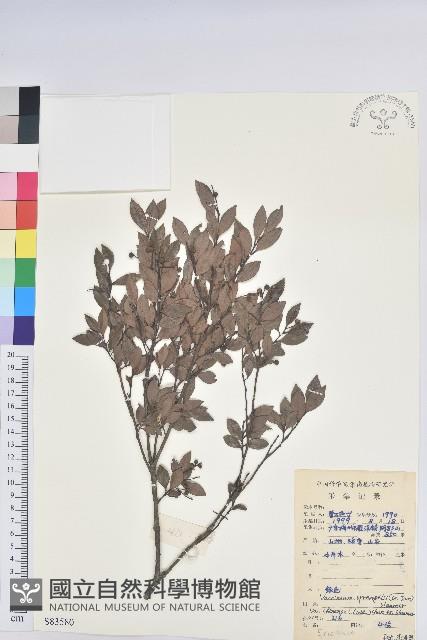 米飯花藏品圖，第1張