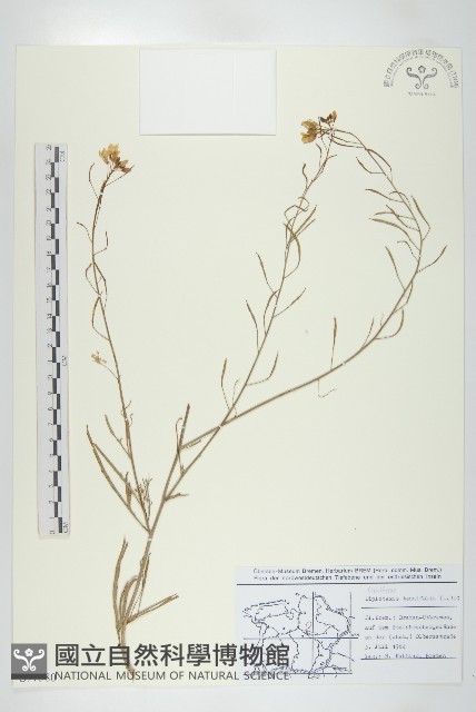 細葉二行芥藏品圖，第1張