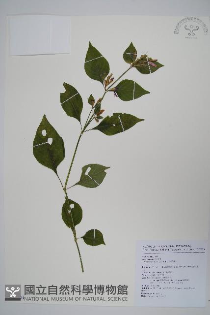 六角英, 槍刀菜藏品圖，第1張