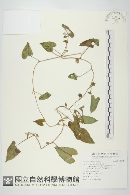館號:S092621藏品圖，第1張
