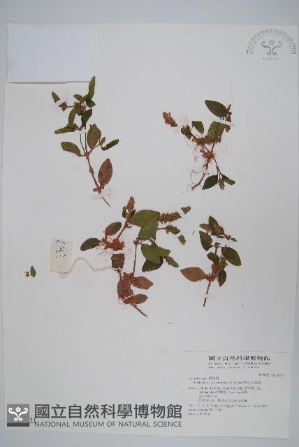 爵床、六角英藏品圖，第1張