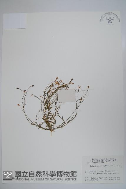 細葉蘭花參藏品圖，第1張