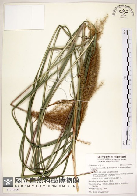 五節芒藏品圖，第1張