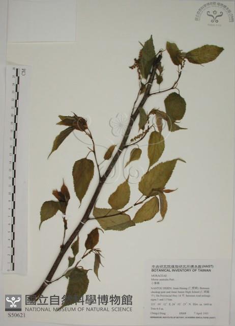 小桑樹藏品圖，第1張