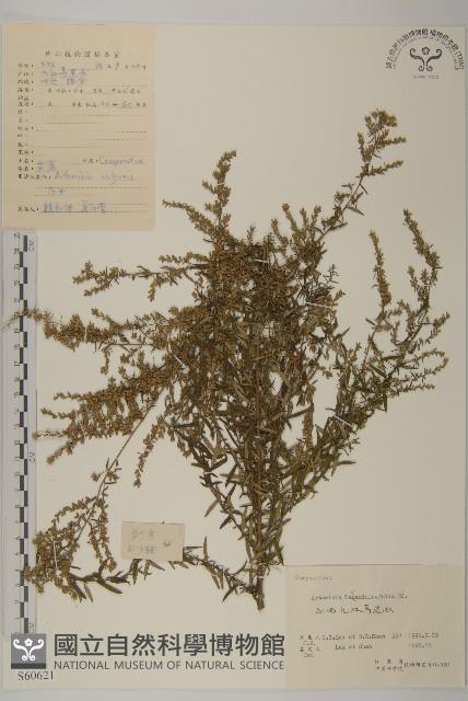 野艾蒿藏品圖，第1張