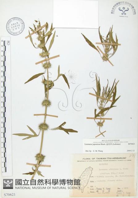 益母草藏品圖，第1張