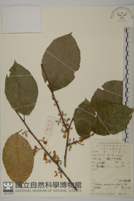 灰葉南蛇藤藏品圖，第1張